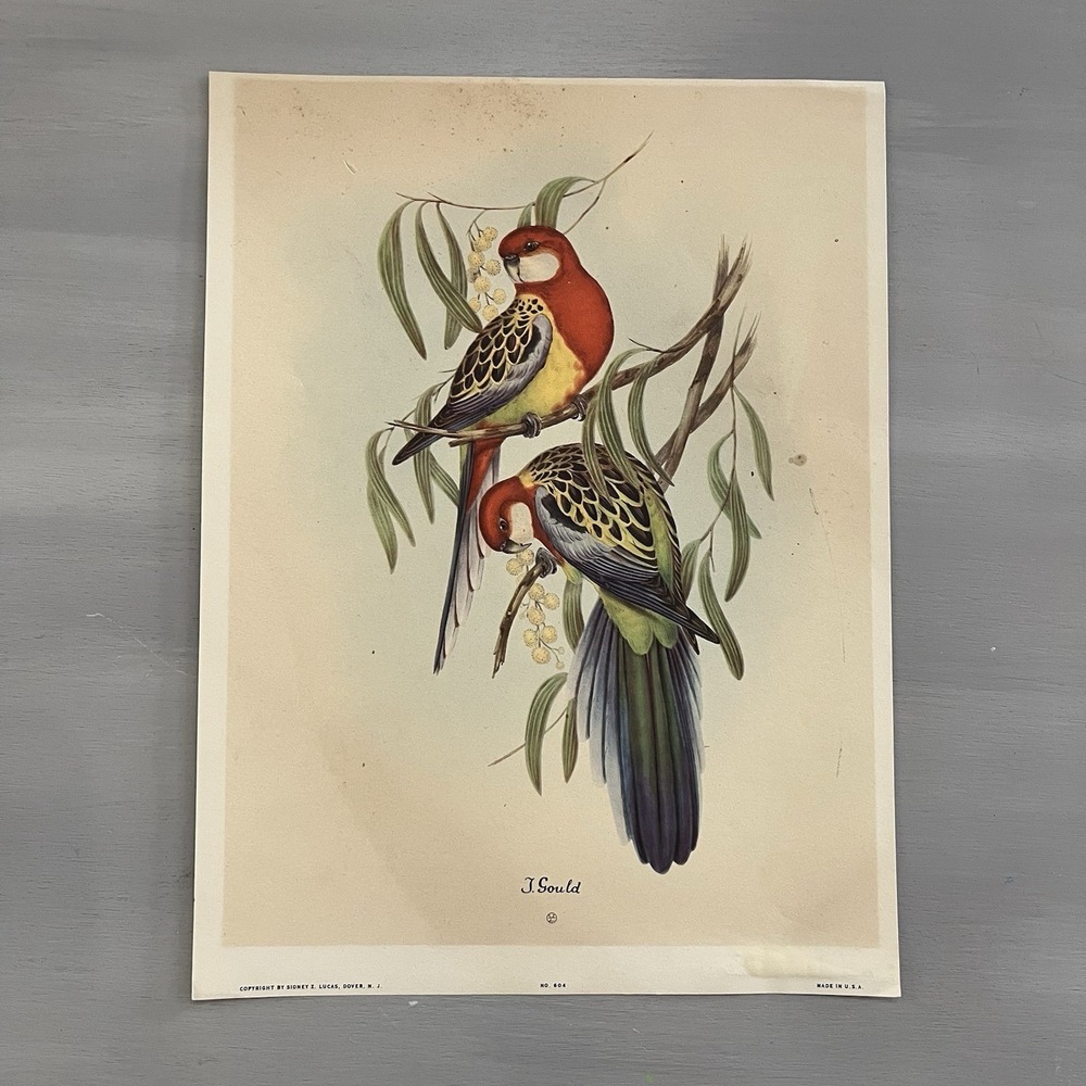 Vintage J. GOULD Numbered Litho Print Birds Of Australia Art  9" x 12"